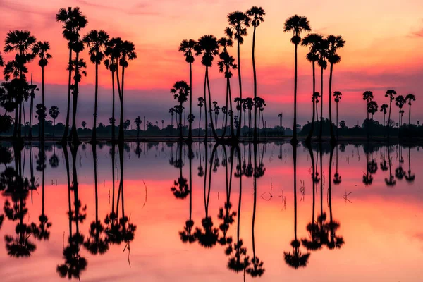 Silhouette Ferme Palmiers Sucre Avec Réflexion Sur Eau Ciel Crépusculaire — Photo