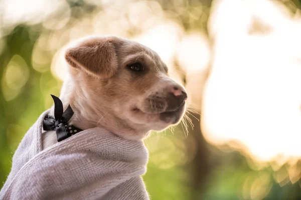 バスタオルで覆われたかわいい茶色のラブラドールの取得子犬は 明るい葉のボケを背景に日没の衛生状態をシャワーした後 立派な純血犬だ 動物やペットのグルーミング健康的なライフスタイル — ストック写真