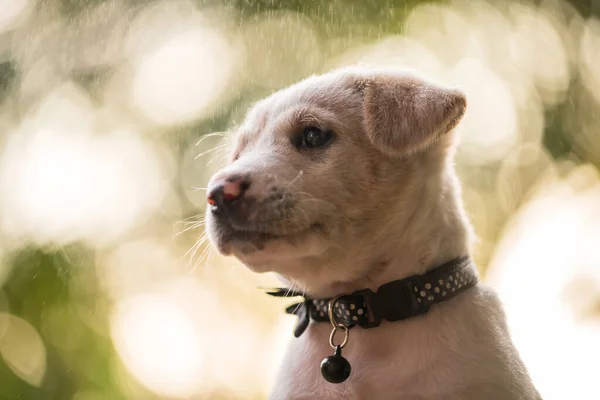 때밝은 배경을 정원에 내리는 귀여운 래브라도 리트리버 강아지의 뭔가를보고 스러운 — 스톡 사진