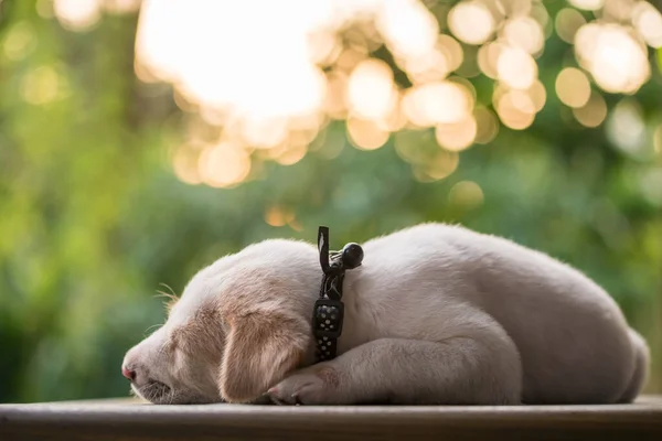 Lindo Labrador Marrón Retriever Cachorro Dormir Dormir Siesta Suelo Atardecer — Foto de Stock