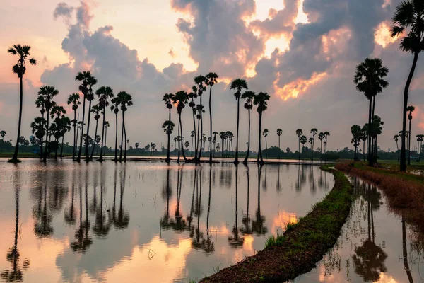 Sugar Palm Trees Cloud Reflection Water Twilight Sky Dawn Dongtan — Stock Photo, Image
