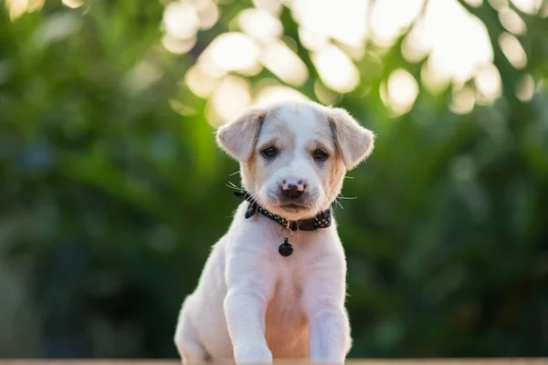 Retrato Lindo Perrito Labrador Retriever Marrón Pie Jardín Con Follaje —  Fotos de Stock