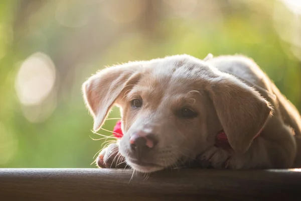 Cansado Descanso Filhote Cachorro Bonito Chão Madeira Jardim Com Bokeh — Fotografia de Stock