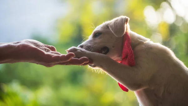 Schattige Labrador Retriever Puppy Met Roze Strikje Geven Vijf Naar — Stockfoto