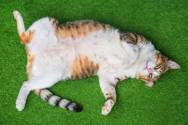 俯瞰图片的可爱的黄色肥猫睡在它的背上和爪子在假的绿草上 可敬的小猫咪小睡或休息 — 图库照片