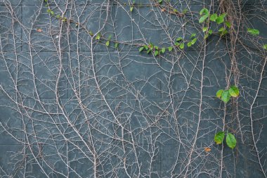 Tropik güzel sarmaşık tırmanıcı bitkisi ve gri duvarda kuru dal. Ev ya da bahçe dekorasyonu.
