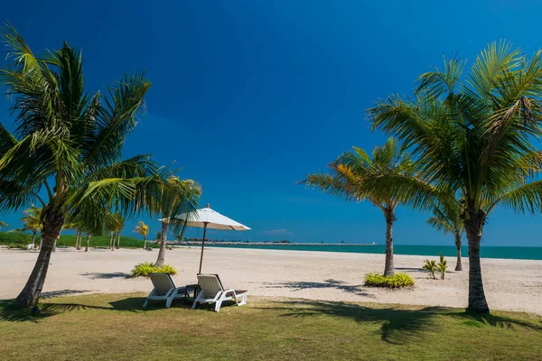 Белые Шезлонги Зонтиком Аккуратным Кокосом Пальмами Пляже Фоне Голубого Неба — стоковое фото