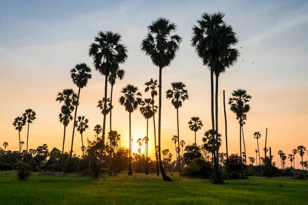 Sam Khok Pathum Thani Tayland Gün Batımında Şeker Palmiye Ağaçları — Stok fotoğraf