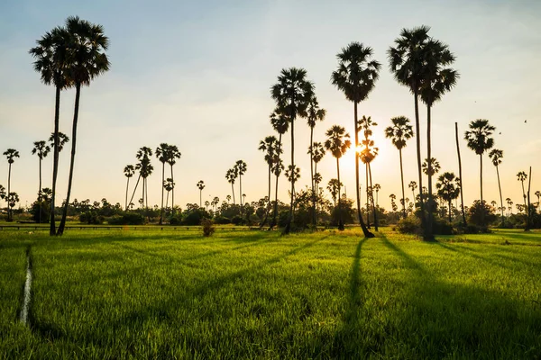 Green Paddy Rice Field Sugar Palm Farm Light Shade Sunset — Stock Photo, Image