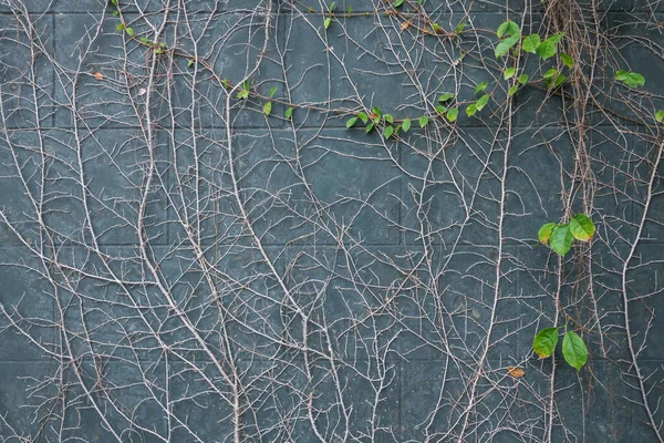 Tropical beautiful ivy climber plant and dry branch on gray wall. Home or garden decor.