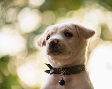 Gün batımında Labrador Retriver yavrusunun portresi. Bahar bahçesindeki sevimli hayvan. İnsan en iyi arkadaşı.