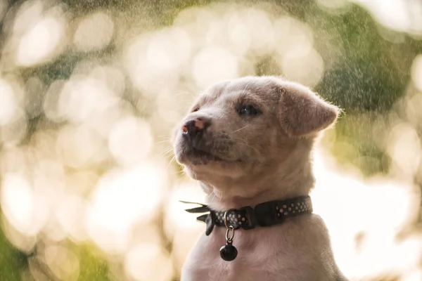 Retrato Labrador Recuperar Filhote Cachorro Com Gota Chuva Pôr Sol — Fotografia de Stock