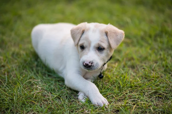 草场上的棕色拉布拉多猎犬的肖像 可爱的宠物在春天的花园里盘腿坐着 人类最好的朋友 — 图库照片