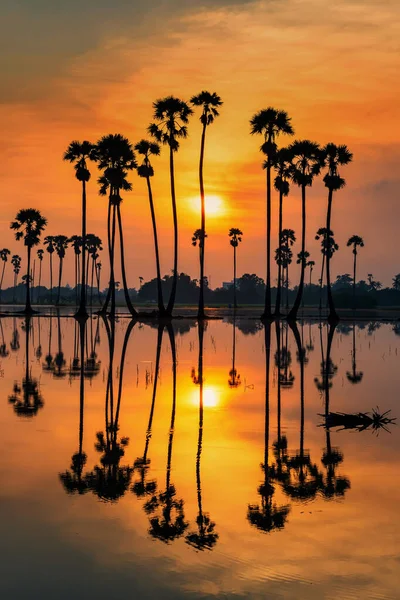 Gündoğumunda Yansıması Olan Dikey Silüet Şeker Palmiyesi Ağacı Sam Khok — Stok fotoğraf