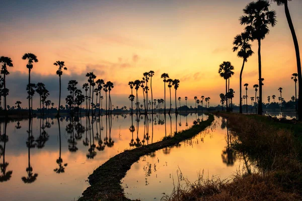 Gün Doğumunda Yansıması Olan Silüet Şeker Palmiyesi Ağacı Sam Khok — Stok fotoğraf