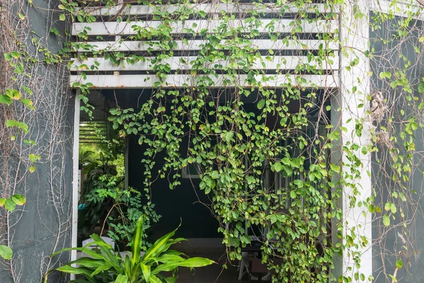 屋墙和大门上的热带美丽常春藤植物 — 图库照片