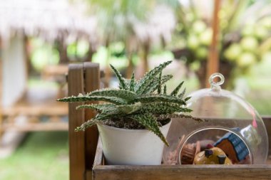 Tenceredeki sulu kaktüs yazın açık hava parkındaki ahşap rafta süslenir..