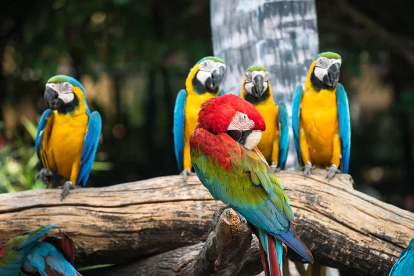 Groep Kleurrijke Papegaai Vogels Zittend Takken Twijg Met Wazig Bokeh — Stockfoto