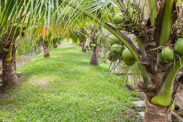 小さな運河と農場でのココナッツの束を持つドワーフココナッツの木 熱帯地方の農業 — ストック写真