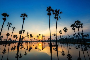Güneş doğarken siluet şeker palmiye çiftliği ve su üzerinde ufuk çizgisi yansıması, Dongtan Sam Khok, Pathum Thani Eyaleti, Tayland. Yağmur mevsiminde çeltik pirinç ekmek için boş çiftlik.