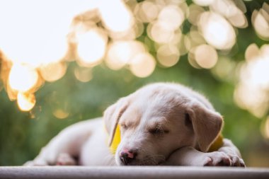 Labrador av köpeği süveter içinde oturur ve parkta günbatımında yapraklarla uyur. Sevimli hayvan dinleniyor ve bahçede dinleniyor..