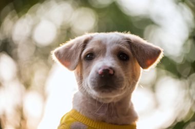Labrador Yavrusu 'nun süveter içinde portresi ve bahar parkında günbatımı yeşilliği. Sevimli hayvan rahatla ve bahçede temiz hava al..