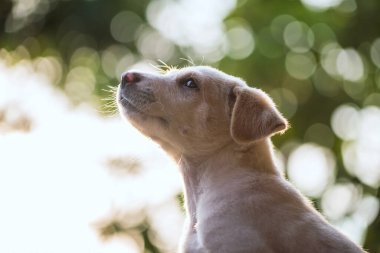 Labrador Retriever köpek yavrusunun portresi Gün batımında parka temiz hava almak için çene yukarı.