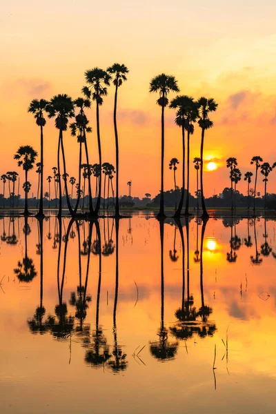 Fazenda Palma Açúcar Vertical Com Reflexão Sobre Lagoa Nascer Sol — Fotografia de Stock