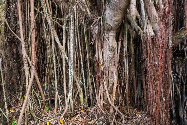 Zblízka Staré Bot Nebo Banyan Strom Velké Kořeny — Stock fotografie