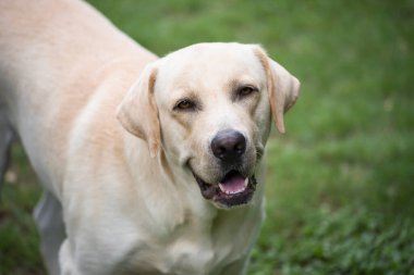 Yeşil çimenlikteki sarı labrador av köpeği. Bahçedeki sevimli hayvan portresi.