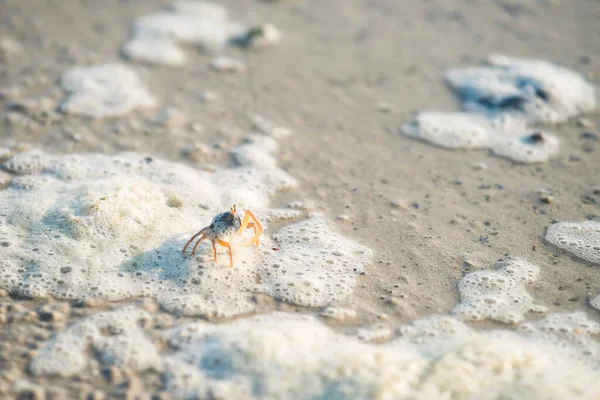 Kleine Krab Wandelen Het Strand Met Zeepbel Zeewater Krabi Thailand — Stockfoto