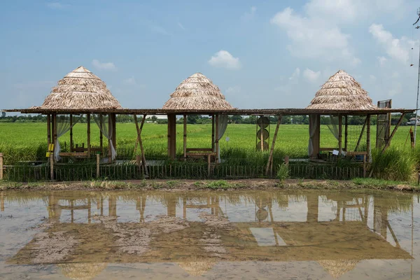 Wooden Cabin Eat Food Rice Field Thai Restaurant Having Lunch — Stock Photo, Image