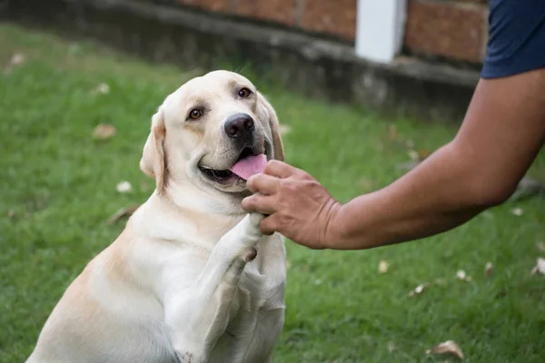 ラブラドールは男の所有者と握手犬を取得します 愛らしいペット拳バンプまたはHi 5足で緑の芝生 — ストック写真