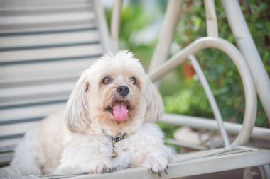 Gülümseyen Shih Tzu ev bahçesindeki salıncakta oturuyor. Sevimli hayvan, evde rahatla..