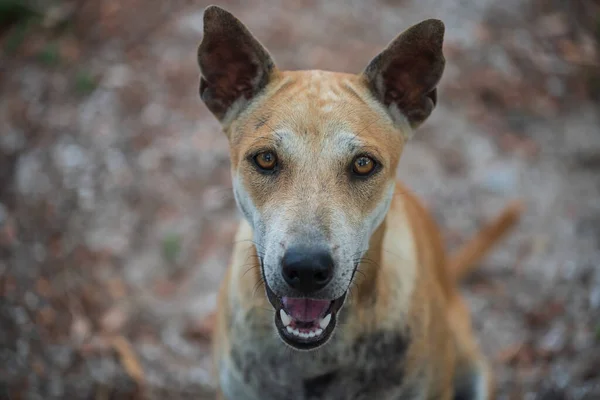 Vue Dessus Portrait Chien Brun Errant Souriant Mignon Apprivoisé Canine — Photo