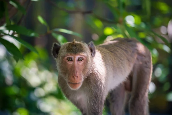 Erwachsene Makakenaffen Porträt Auf Baum Mit Laub Licht Bokeh Nahaufnahme — Stockfoto