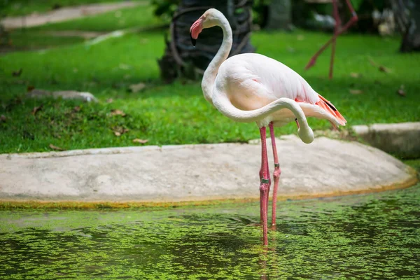 Twee Roze Flamingo Dierentuin Nekken Van Vogel Doen Het Lijken — Stockfoto