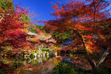 Sonbaharda Japonya 'nın başkenti Kyoto' daki Daigoji Tapınağı 'nda, pagoda yakınlarındaki göletin etrafındaki renkli kırmızı yapraklar. Ünlü seyahat merkezi ya da Kansai 'de sonbahar sezonu boyunca tatilci..