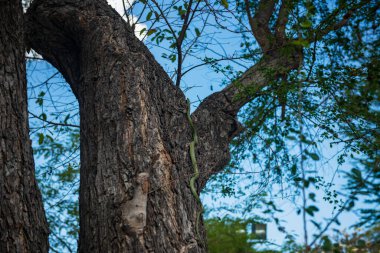 Mavi gökyüzüne karşı ağaca tırmanan yeşil yılan.