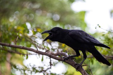 Doğada bulanık yeşil yaprağın üzerinde duran siyah karga.