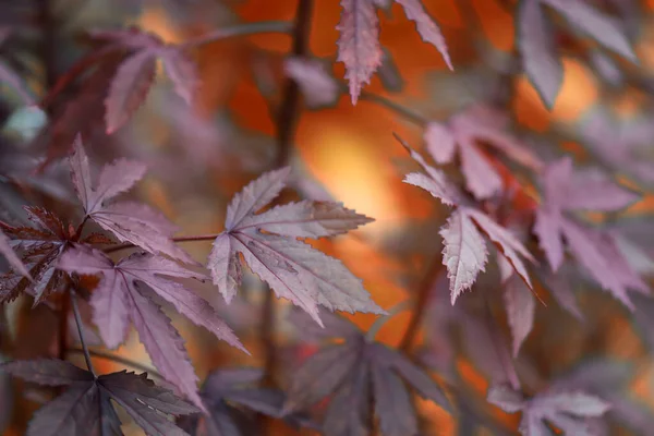 Dry Fake Maple Leaf Blur Foliage Light Bokeh Background — стоковое фото