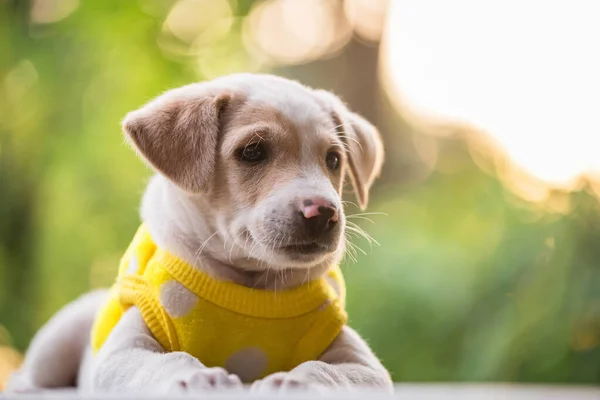 Cute Labrador Retreiver Puppy Portrait Yellow Sweater Sunset Foliage Bokeh — стоковое фото