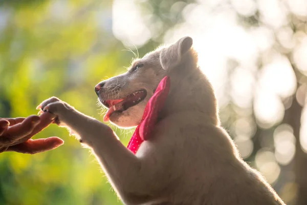 笑顔Labraador Retriever子犬とともにピンク弓与えHi 5本足ジェスチャーへ所有者とともに葉夕日Bokehライトで公園 — ストック写真