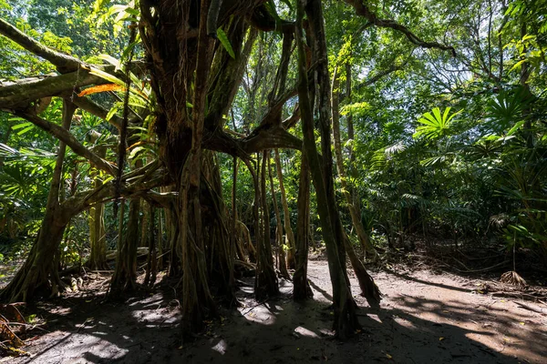 100 Lat Gigantyczne Drzewo Banyan Lesie Małej Amazonki Lub Sang — Zdjęcie stockowe