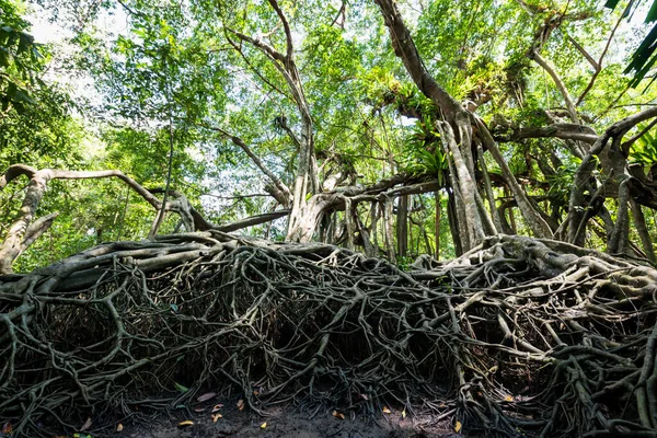 100 Letni Gigantyczny Las Banyan Małej Amazonii Lub Kanale Sang — Zdjęcie stockowe