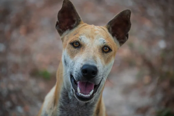 Top View Portrait Smiling Stray Brown Dog Blur Dirt Bokeh — Foto de Stock