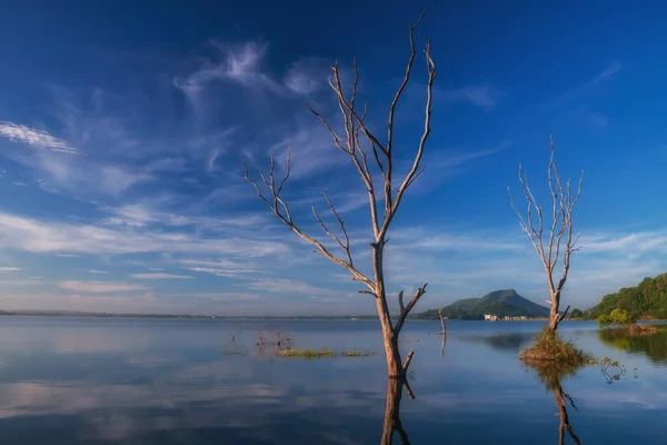 Dead Trees Bang Phra Přehrada Vodě Proti Modré Obloze Bílý — Stock fotografie