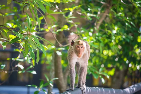 Makakenaffen Porträt Steht Auf Geländer Das Von Baum Umgeben Ist — Stockfoto