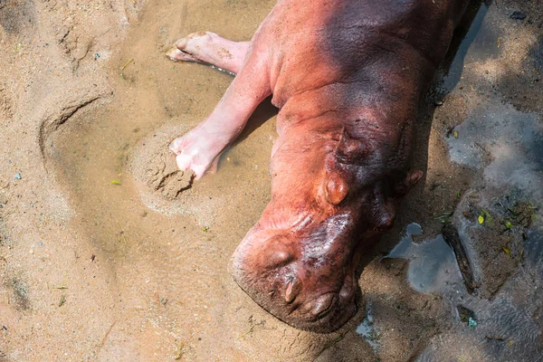 Closeup Hippo Sleeping Wet Sand Mud Top View — стоковое фото