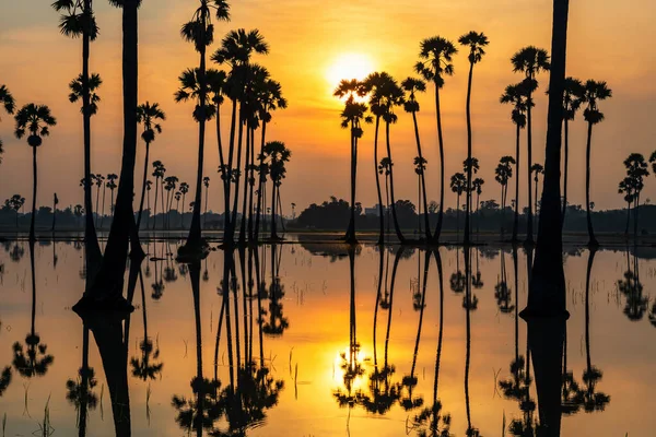 Güneşin Doğuşunda Gökyüzünde Yansıması Olan Şeker Palmiye Ağaçları Dongtan Sam — Stok fotoğraf